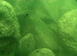 Illustration for article titled We've found a mysterious ancient structure under the sea